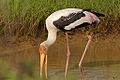 Painted stork foraging.jpg