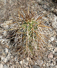Echinocereus engelmannii 11.jpg