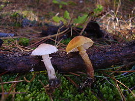Cystoderma carcharias and amianthinum.JPG